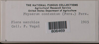 Physarum contextum image